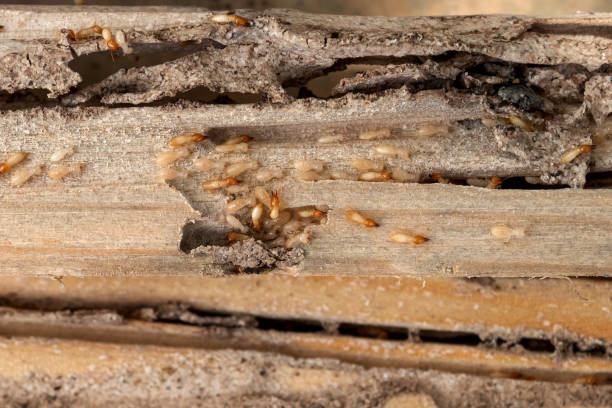 Best Residential Pest Control  in Huntsville, TX